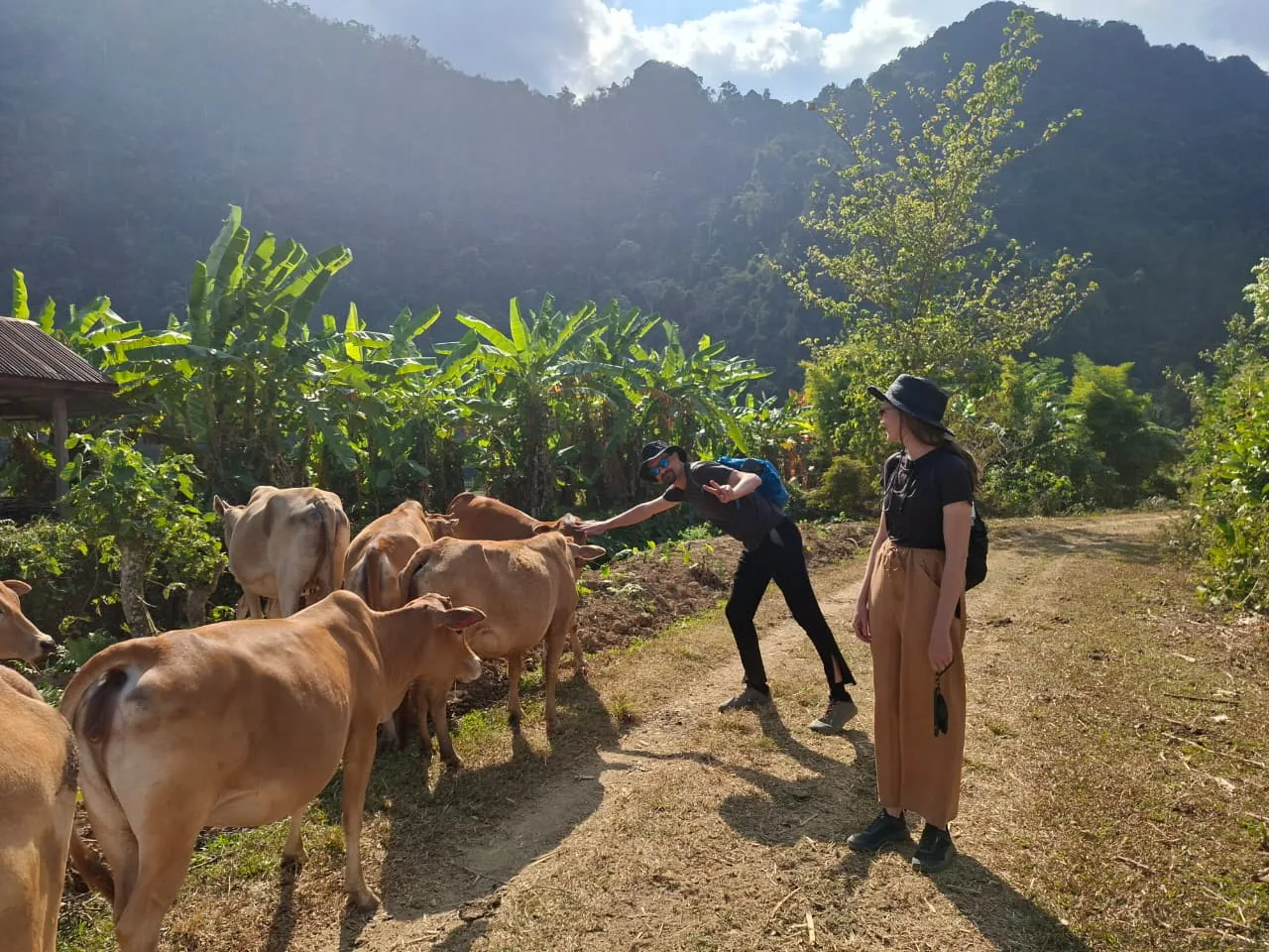 Countryside trek past grazing cattle near Vang Vieng